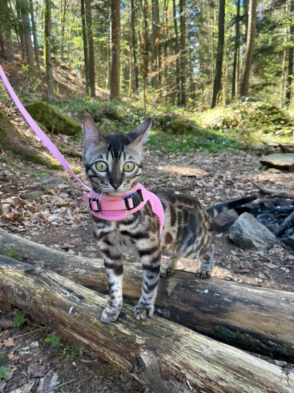 Kamenný přívoz