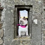 Zřícenina hradu Lichnice 2