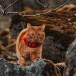 Tymian a Kari kempují