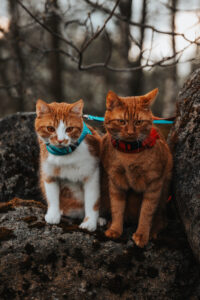 Picture of Tymián a Kari