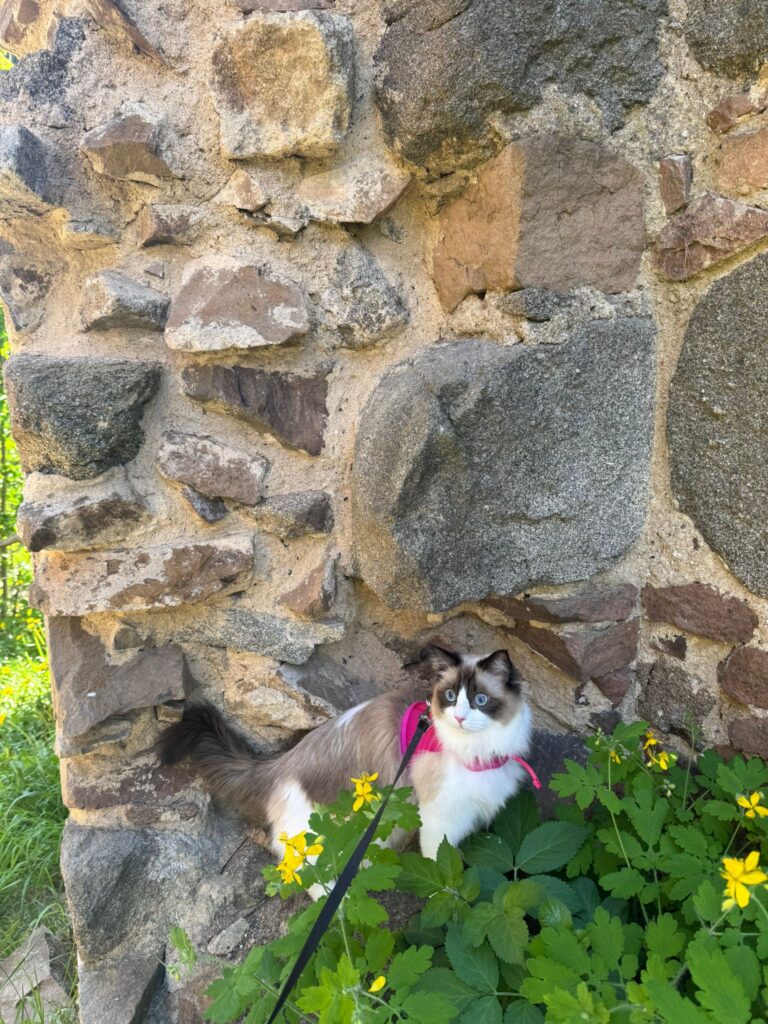 Zřícenina hradu Vrškamýk 3