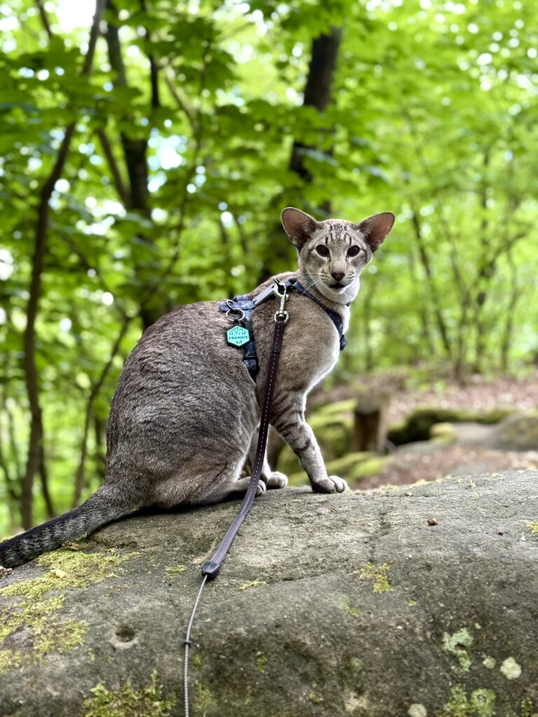 Zřícenina hradu Valečov 4