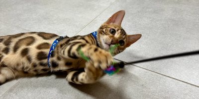 Jak začít kočku trénovat na venčení - první seznámení