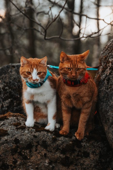 Tymian a Kari kempují 3